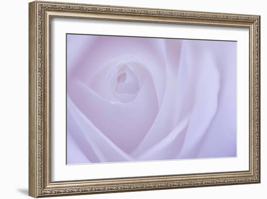 Soft Rose 6-Doug Chinnery-Framed Giclee Print