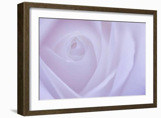 Soft Rose 6-Doug Chinnery-Framed Giclee Print