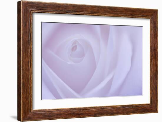 Soft Rose 6-Doug Chinnery-Framed Giclee Print