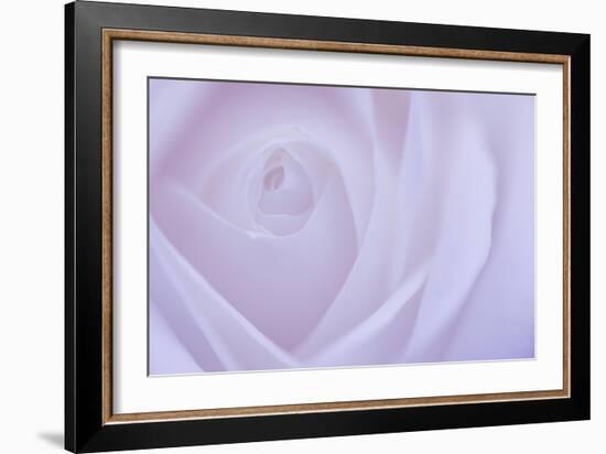 Soft Rose 6-Doug Chinnery-Framed Giclee Print