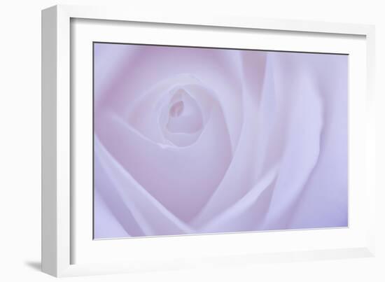 Soft Rose 6-Doug Chinnery-Framed Giclee Print