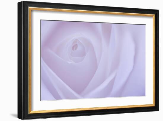 Soft Rose 6-Doug Chinnery-Framed Giclee Print