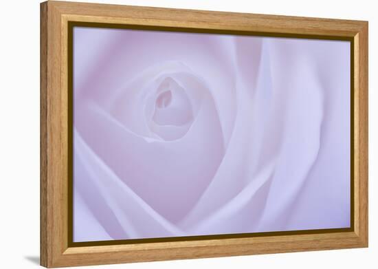 Soft Rose 6-Doug Chinnery-Framed Premier Image Canvas