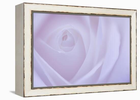 Soft Rose 6-Doug Chinnery-Framed Premier Image Canvas