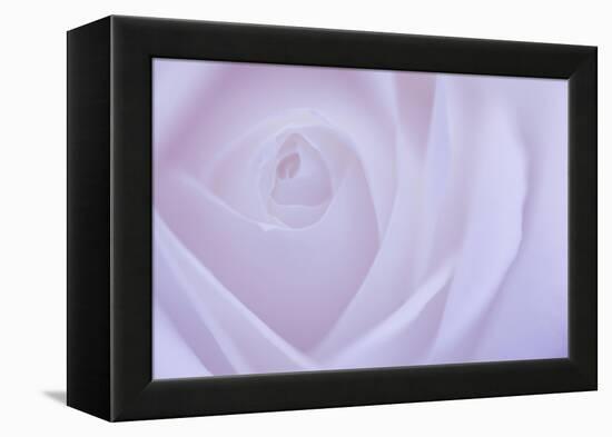 Soft Rose 6-Doug Chinnery-Framed Premier Image Canvas