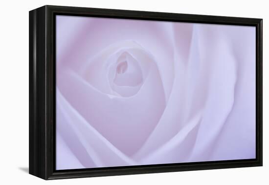 Soft Rose 6-Doug Chinnery-Framed Premier Image Canvas