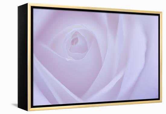 Soft Rose 6-Doug Chinnery-Framed Premier Image Canvas