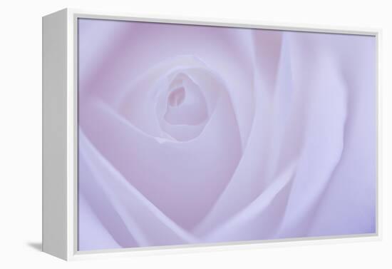 Soft Rose 6-Doug Chinnery-Framed Premier Image Canvas