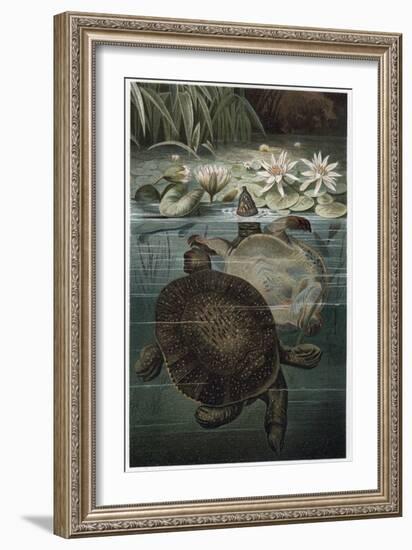 Soft Shelled Turtle by Alfred Edmund Brehm-Stefano Bianchetti-Framed Giclee Print