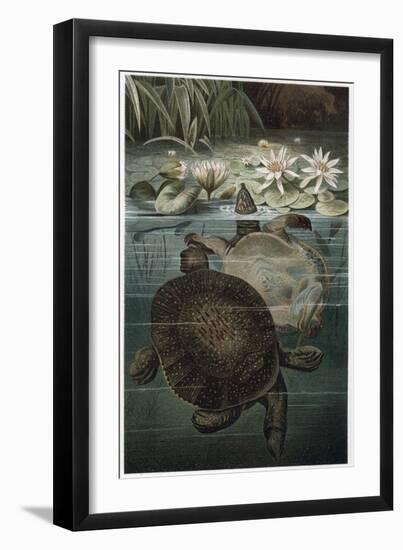 Soft Shelled Turtle by Alfred Edmund Brehm-Stefano Bianchetti-Framed Giclee Print