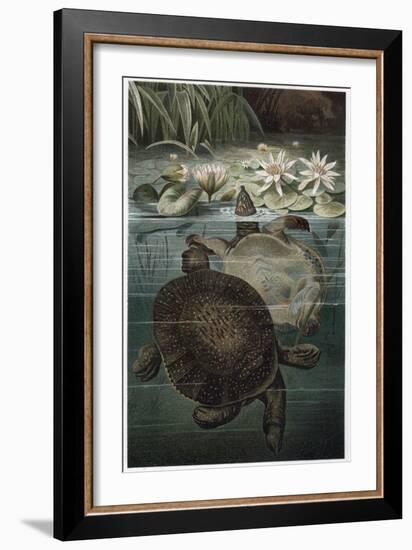 Soft Shelled Turtle by Alfred Edmund Brehm-Stefano Bianchetti-Framed Giclee Print