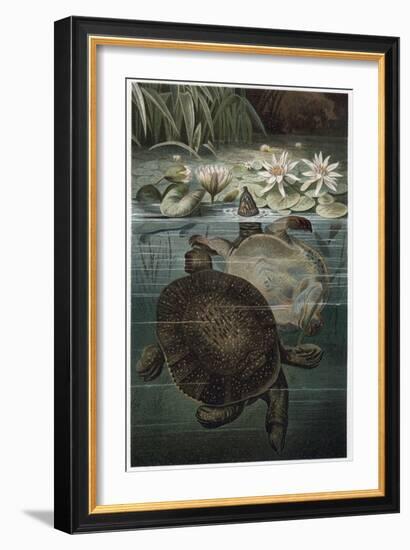 Soft Shelled Turtle by Alfred Edmund Brehm-Stefano Bianchetti-Framed Giclee Print