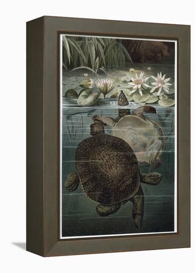 Soft Shelled Turtle by Alfred Edmund Brehm-Stefano Bianchetti-Framed Premier Image Canvas