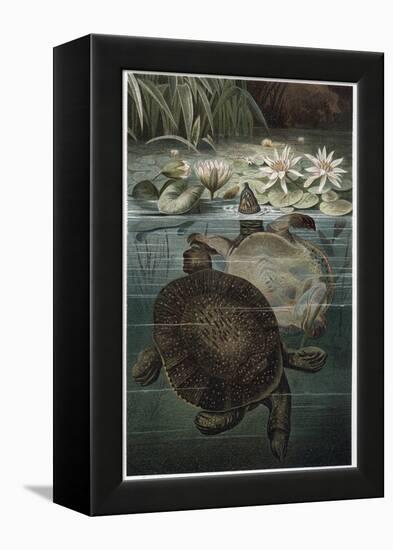 Soft Shelled Turtle by Alfred Edmund Brehm-Stefano Bianchetti-Framed Premier Image Canvas