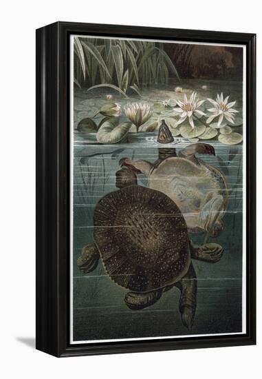 Soft Shelled Turtle by Alfred Edmund Brehm-Stefano Bianchetti-Framed Premier Image Canvas
