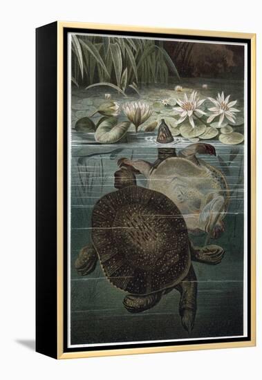 Soft Shelled Turtle by Alfred Edmund Brehm-Stefano Bianchetti-Framed Premier Image Canvas