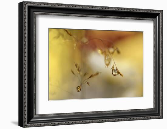 Soft sunshine-Heidi Westum-Framed Photographic Print