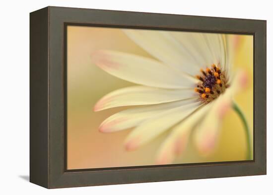 Soft Touch II-Heidi Westum-Framed Premier Image Canvas