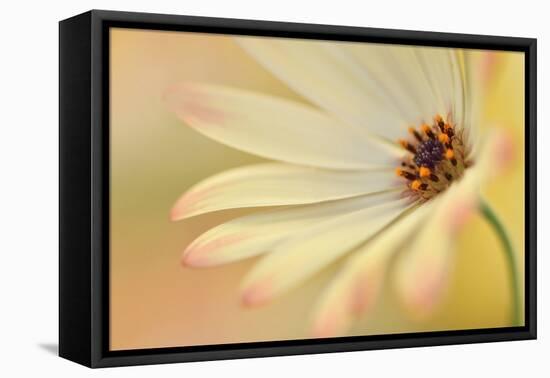 Soft Touch II-Heidi Westum-Framed Premier Image Canvas