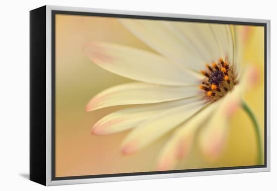 Soft Touch II-Heidi Westum-Framed Premier Image Canvas