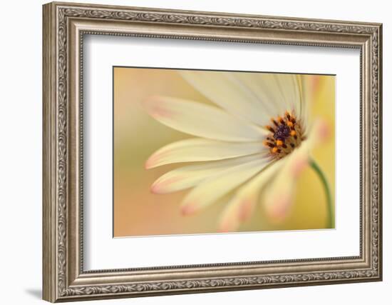 Soft Touch II-Heidi Westum-Framed Photographic Print