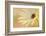 Soft Touch II-Heidi Westum-Framed Photographic Print