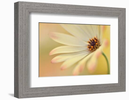 Soft Touch II-Heidi Westum-Framed Photographic Print