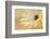 Soft Touch II-Heidi Westum-Framed Photographic Print