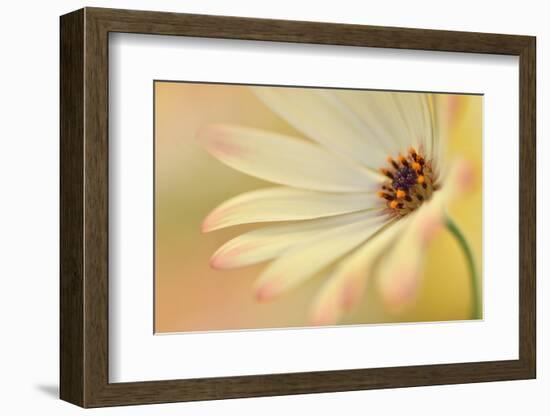 Soft Touch II-Heidi Westum-Framed Photographic Print