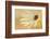 Soft Touch II-Heidi Westum-Framed Photographic Print