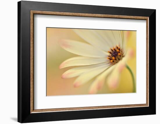 Soft Touch II-Heidi Westum-Framed Photographic Print