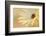 Soft Touch II-Heidi Westum-Framed Photographic Print