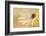 Soft Touch II-Heidi Westum-Framed Photographic Print