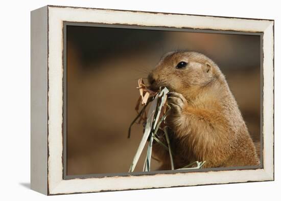 Soft Touch-Susann Parker-Framed Premier Image Canvas