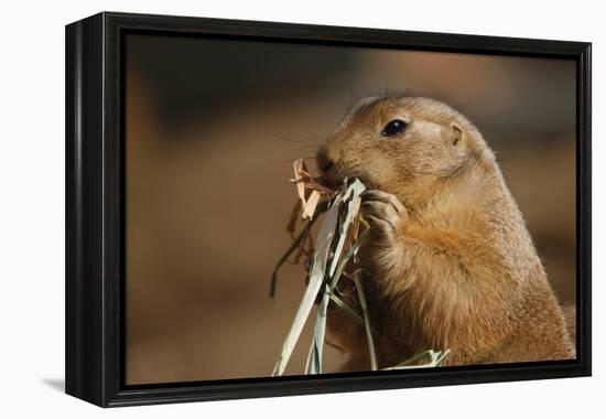 Soft Touch-Susann Parker-Framed Premier Image Canvas