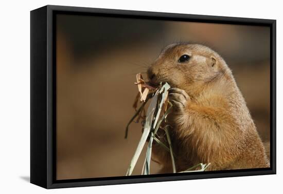 Soft Touch-Susann Parker-Framed Premier Image Canvas