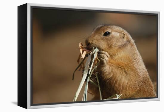 Soft Touch-Susann Parker-Framed Premier Image Canvas