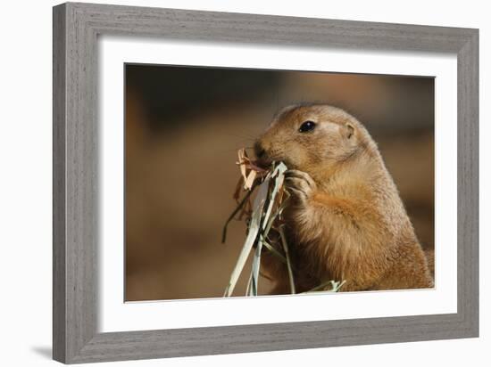 Soft Touch-Susann Parker-Framed Photographic Print