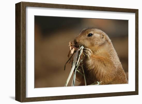 Soft Touch-Susann Parker-Framed Photographic Print