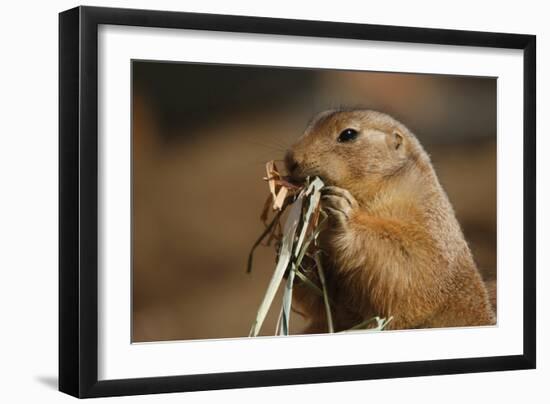 Soft Touch-Susann Parker-Framed Photographic Print