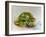 Soft Toy Turtle-Ashwini Rudraksi-Framed Art Print