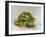 Soft Toy Turtle-Ashwini Rudraksi-Framed Art Print