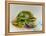 Soft Toy Turtle-Ashwini Rudraksi-Framed Stretched Canvas