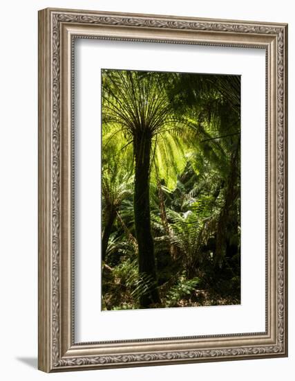 Soft tree-fern (Dicksonia antarctica), Great Otway National Park, Victoria, Australia, Pacific-Richard Nebesky-Framed Photographic Print