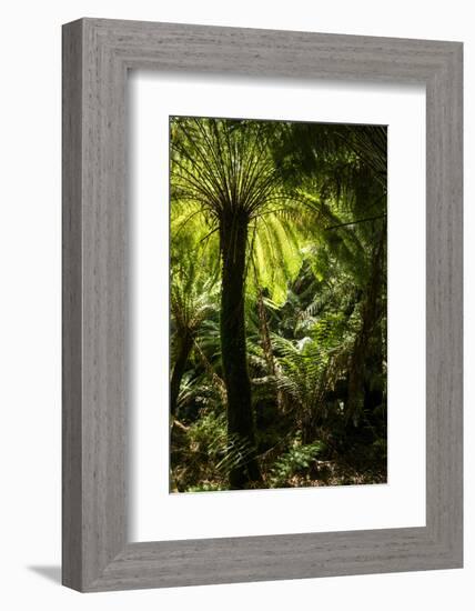 Soft tree-fern (Dicksonia antarctica), Great Otway National Park, Victoria, Australia, Pacific-Richard Nebesky-Framed Photographic Print