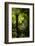 Soft tree-fern (Dicksonia antarctica), Great Otway National Park, Victoria, Australia, Pacific-Richard Nebesky-Framed Photographic Print