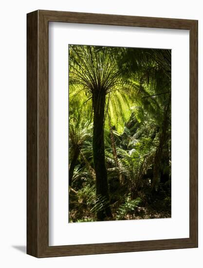 Soft tree-fern (Dicksonia antarctica), Great Otway National Park, Victoria, Australia, Pacific-Richard Nebesky-Framed Photographic Print
