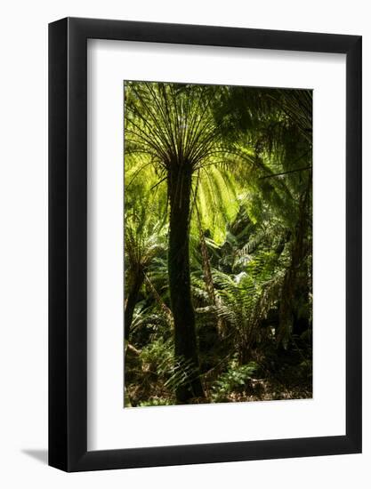 Soft tree-fern (Dicksonia antarctica), Great Otway National Park, Victoria, Australia, Pacific-Richard Nebesky-Framed Photographic Print