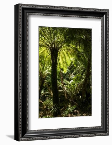 Soft tree-fern (Dicksonia antarctica), Great Otway National Park, Victoria, Australia, Pacific-Richard Nebesky-Framed Photographic Print