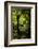 Soft tree-fern (Dicksonia antarctica), Great Otway National Park, Victoria, Australia, Pacific-Richard Nebesky-Framed Photographic Print